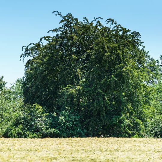 Pyrus pyraster, west from Wölpern