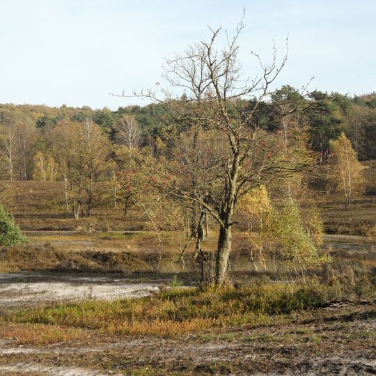 Fischbeker Heide