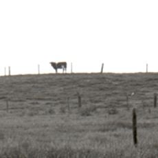 Kasteelberg Spreeuwenstein