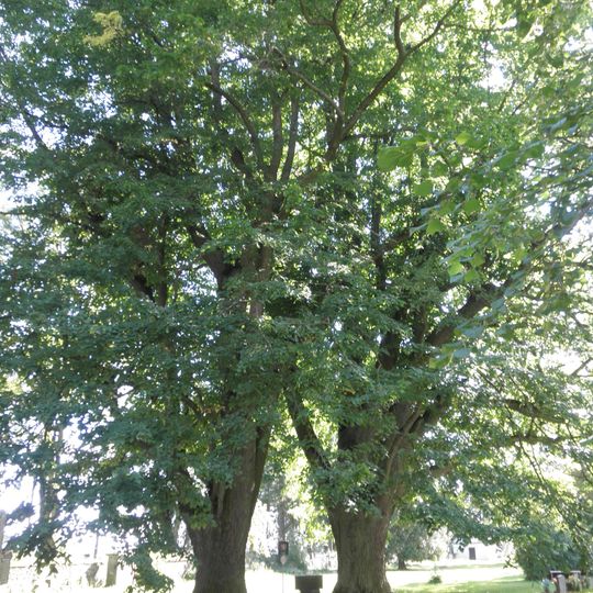 Starosedlišťské lípy