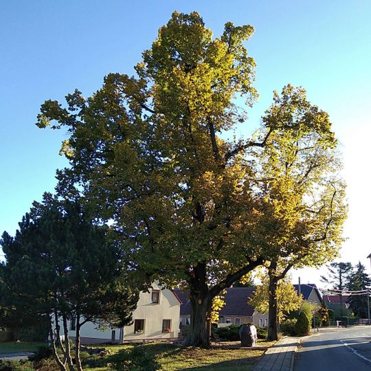 Naturdenkmal Linde vor dem Denkmal Dorfstraße; Flur 1, Flurstück 8 in Kraupa