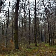 Linderter und Stamstorfer Holz