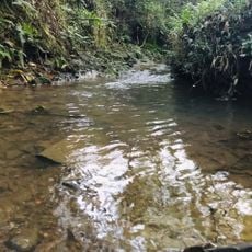 Floresta Nacional de Irati