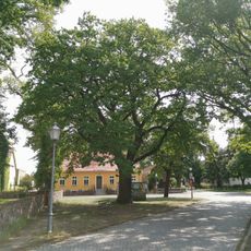 Naturdenkmal Stieleiche am Dorfplatz Gräbendorf