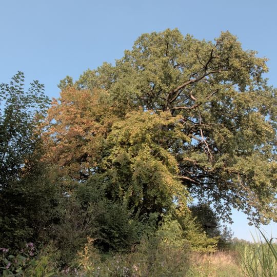 Eichen am Gaglhamerweg