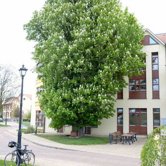 Aesculus hippocastanum in the former Litoměřice hospital