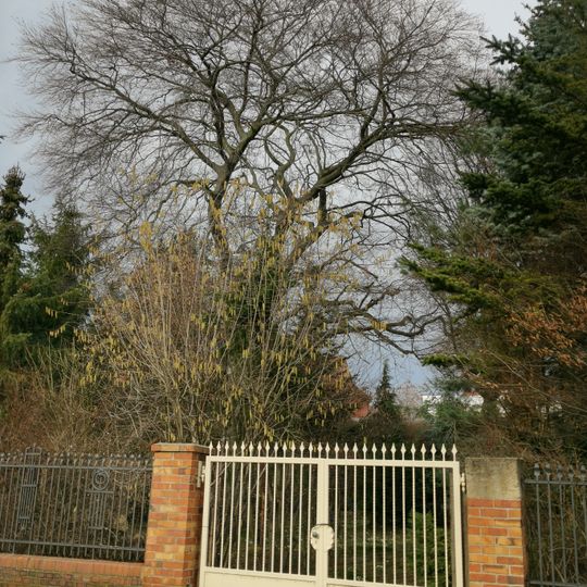 Blutbuche in Senftenberg hinterer Teil Hof Gottschalk-Straße 6