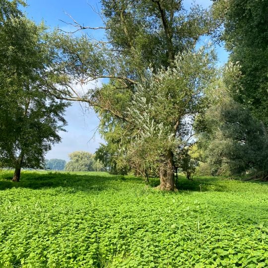 Am Kirberger Loch