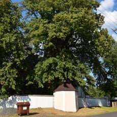 Lípa u kostela v Javorné