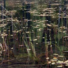 Nature reserve Jezioro Nawionek