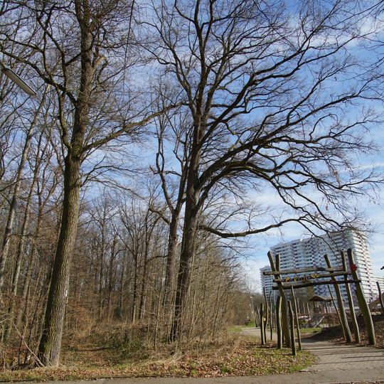 2 Eichen im Spitzholz