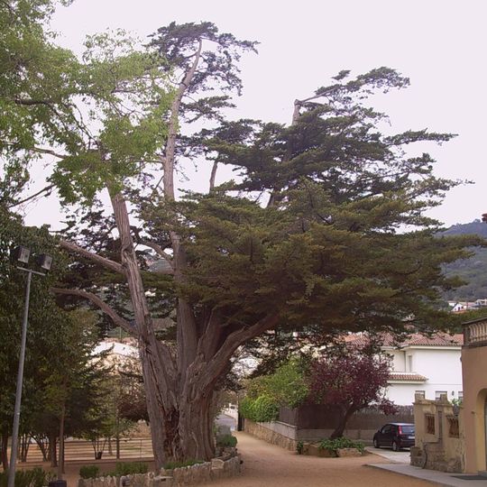 Cuprés de Can Figueres