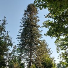 Naturdenkmal Küsten-Tanne Kleinzschachwitz