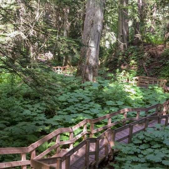 Giant Cedars Boardwalk Trail