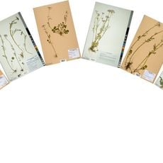 Neuchâtel Herbarium