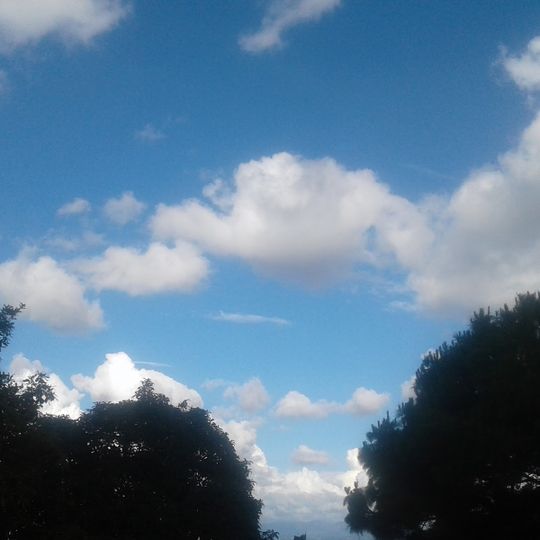 Bosque Las Hojarascas