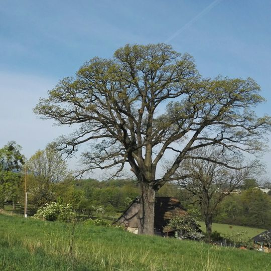Dub letní v Neborech