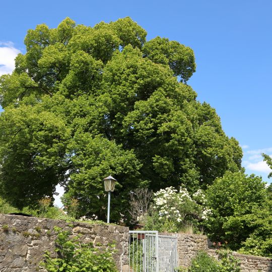 Winterlinde „Linde Grabenweg“