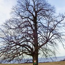 Lípa na Paseckém vrchu