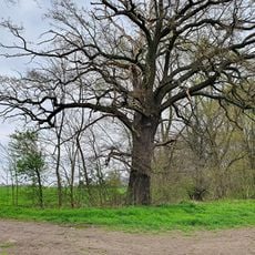 Quercus near Zschölkau