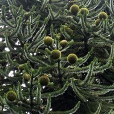 Arboretum de Puéchagut