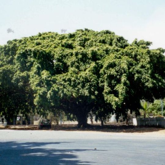 Big Fig, Miriam Vale
