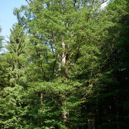 Eiche am Großen Roßberg