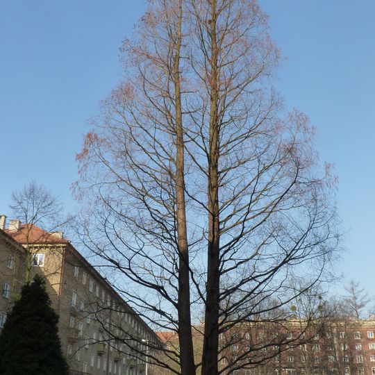 Porubská Metasequoia