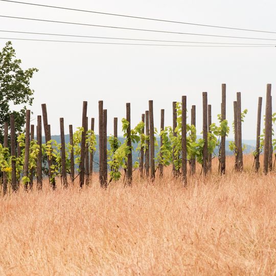 Hoferkopf mit Villinger Park