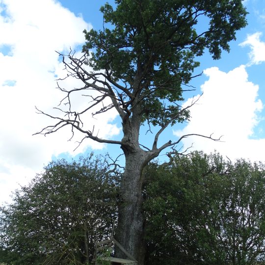 Ramoninės ąžuolas