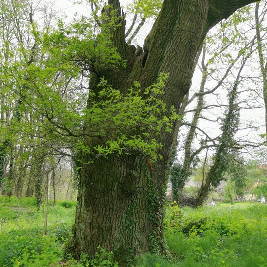 Naturdenkmal Wulkow-Eiche Am Weg zum Friedhof auf dem Heldenhain für die Gefallenen des 1. Weltkrieges in Wulkow