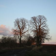 Čtyři aleje kolem Velkopolského dvora - Severovýchodní alej