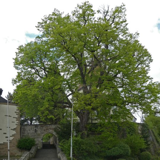 1 Linde bei der Kirche