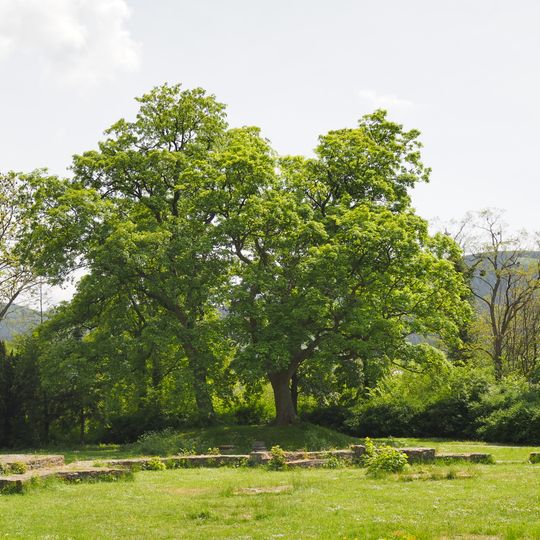 Georgenbergruine einschließlich des gesamten Baumbestandes