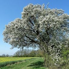 Cubbington Pear Tree