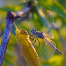 Mangyshlak experimental Botanical Garden