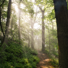 Dammelsberg und Köhlersgrund