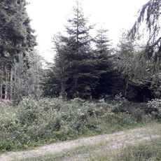 Kříž severně od Dolní Hořice u rozcestí v lese