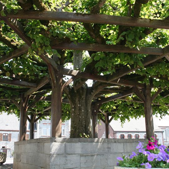 Tilia of Macon