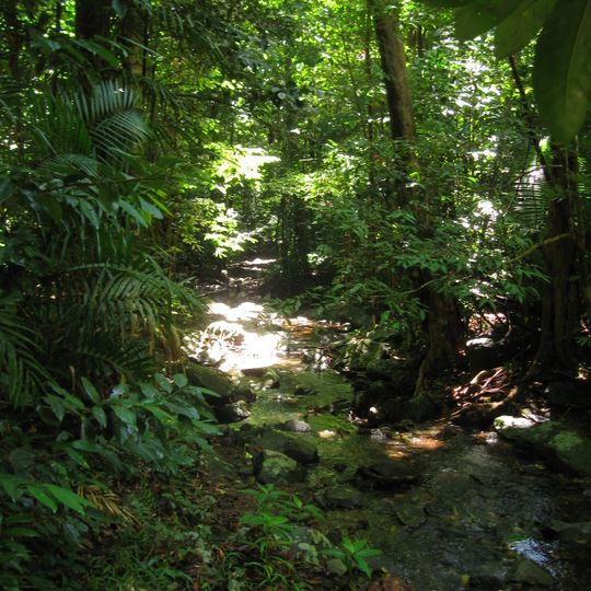 Forêt de Daintree