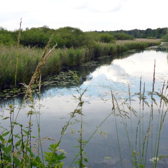 Rheinaue nördlich von Karlsruhe