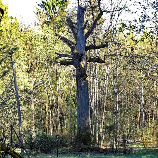 Dub v Chodovské Huti
