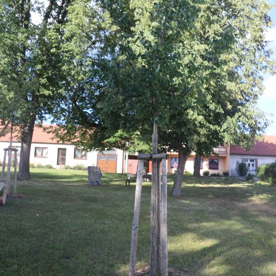 Lípa republiky v Jinošově