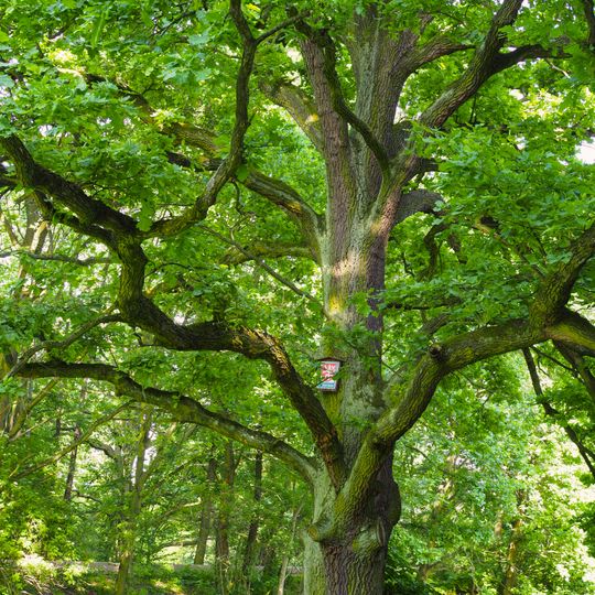 Dub letní u loděnice v Malšovicích