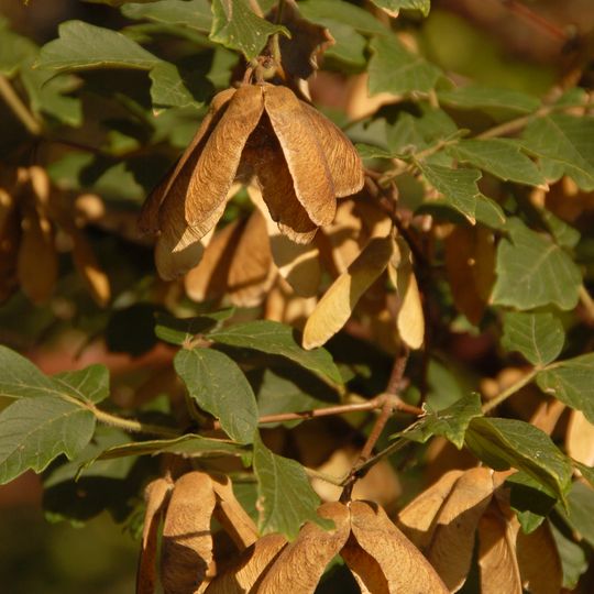 Arboretum de Tournay