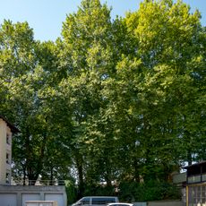 Platanenallee
