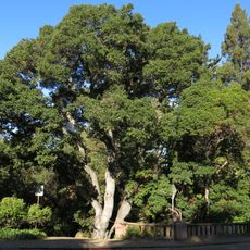 Live Oak Park