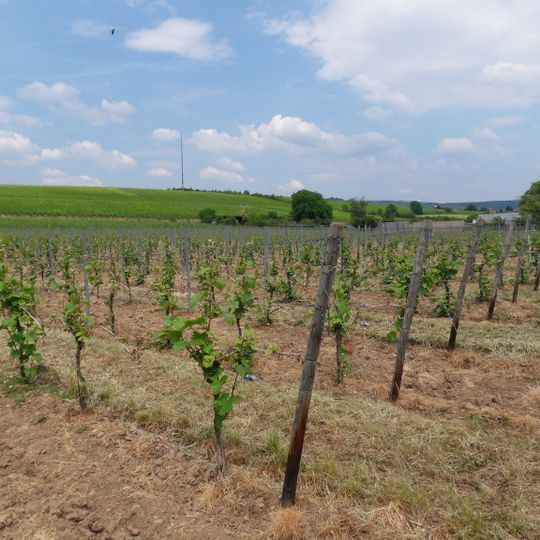 Erbacher Steinmorgen