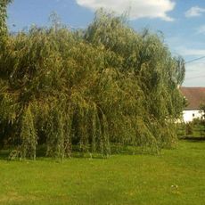 Kříž v Salačově Lhotě