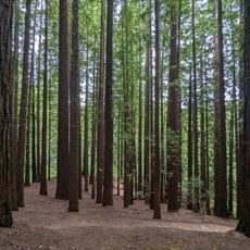 Sequoia Park of Monte Cabezón